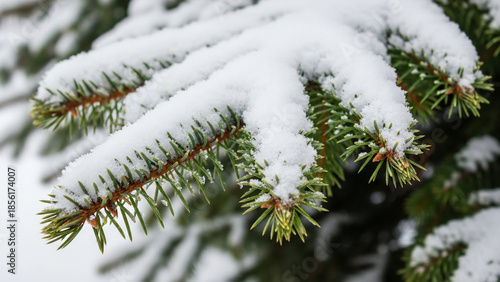 fir tree branches covered with snow, snow on a fir tree branch, close-up