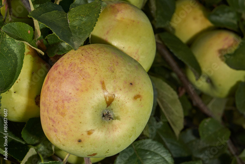 A detailed image of mature apples surrounded by dense green leaves. Ripe apples on a branch in a sunny orchard. Atmospheric natural photography suitable for gardening and seasonal harvest projects.