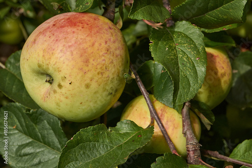 A detailed image of mature apples surrounded by dense green leaves. Ripe apples on a branch in a sunny orchard. Atmospheric natural photography suitable for gardening and seasonal harvest projects.