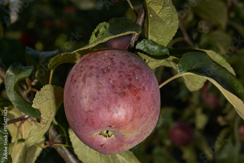 A detailed image of mature apples surrounded by dense green leaves. Ripe apples on a branch in a sunny orchard. Atmospheric natural photography suitable for gardening and seasonal harvest projects.