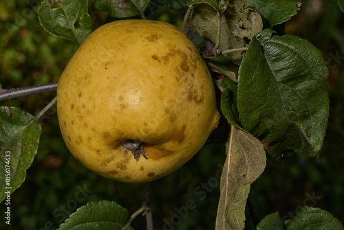 A detailed image of mature apples surrounded by dense green leaves. Ripe apples on a branch in a sunny orchard. Atmospheric natural photography suitable for gardening and seasonal harvest projects.