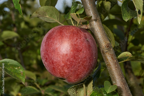 A detailed image of mature apples surrounded by dense green leaves. Ripe apples on a branch in a sunny orchard. Atmospheric natural photography suitable for gardening and seasonal harvest projects.