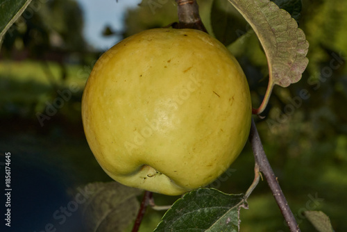 A detailed image of mature apples surrounded by dense green leaves. Ripe apples on a branch in a sunny orchard. Atmospheric natural photography suitable for gardening and seasonal harvest projects.