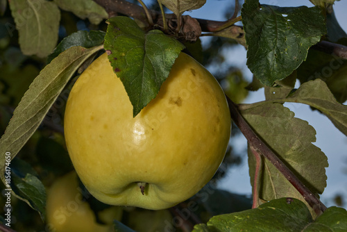 A detailed image of mature apples surrounded by dense green leaves. Ripe apples on a branch in a sunny orchard. Atmospheric natural photography suitable for gardening and seasonal harvest projects.