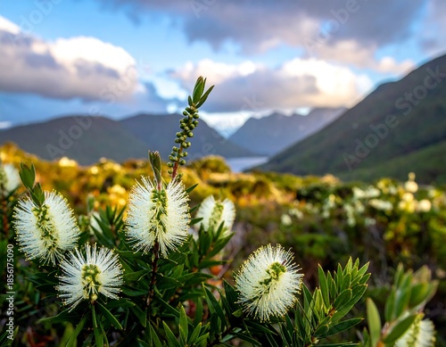 A vibrant photo features fluffy white flowers in the foreground, with lush green hills and a lake disappearing into the distance