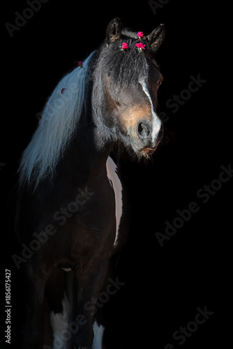 portrait of beautiful cute black - white piebald pony with chic mane posing against black background.
