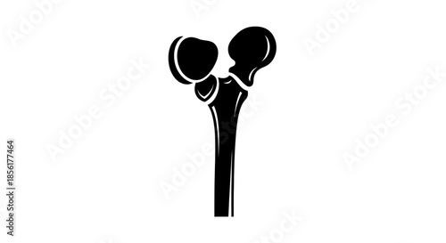 Anatomical illustration of a human femur.