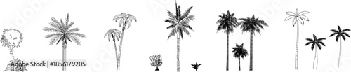 A detailed vector collection of various palm tree species and tropical plants in hand-drawn sketch style for architectural landscape designs.