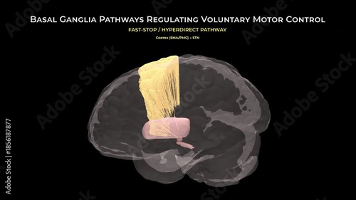 Healthy Brain Basal Ganglia Neural Pathways on Transparent on Background