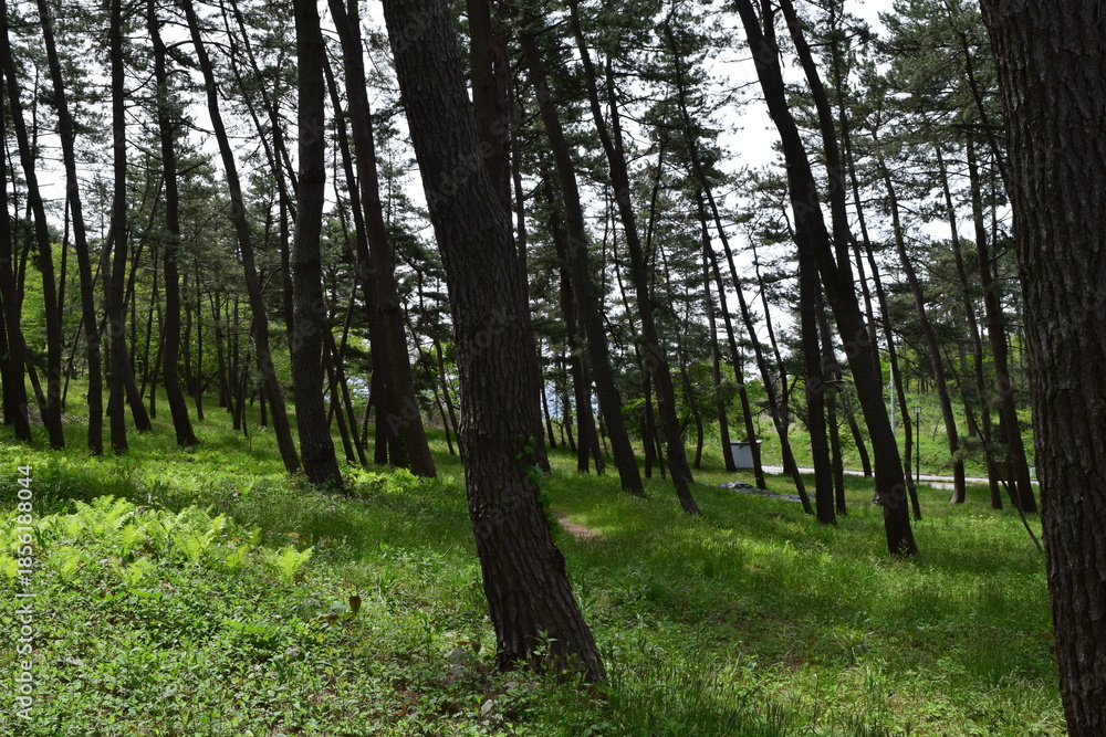 Obraz premium 松林 海岸砂防林 山形県庄内