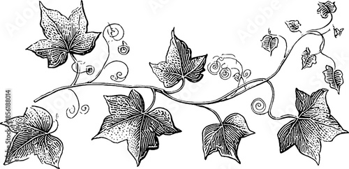Vintage ivy vine curl engraving illustration set for decorative design