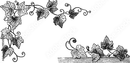 Vintage engraved ivy corner design set for decorative projects