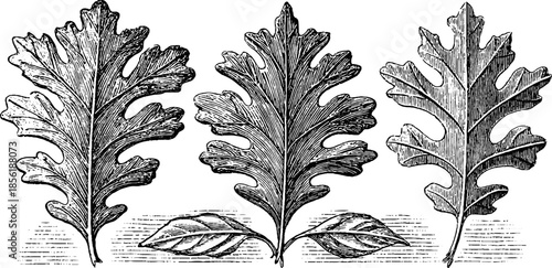 Vintage leaf engraving illustration set - oak leaf silhouettes design for retro art and decor