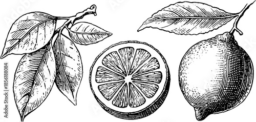 Vintage engraved illustration set of lime, wedge, and leaves for design