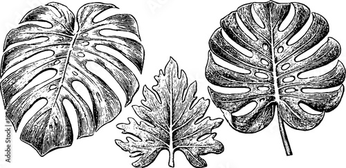 Vintage monstera leaf set engraving for retro design and decoration
