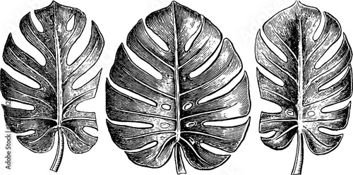 Vintage monstera leaf engraving collection for retro botanical decor