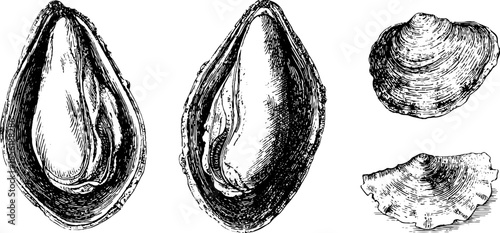 Vintage mussel shells engraving set - hand drawn illustration for design and decoration