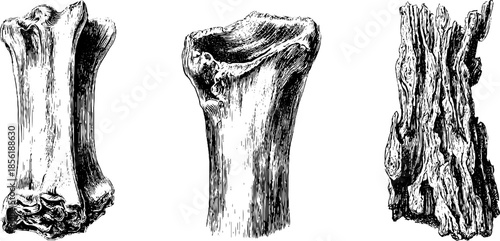 Vintage illustration set of smoked rib and pie - hand drawn engravings for retro design