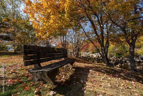 Autumn in Nova Scotia captured from ground level, with fallen leaves in the foreground, a tree above, and a reddish-blue sky creating a calm, seasonal atmosphere.