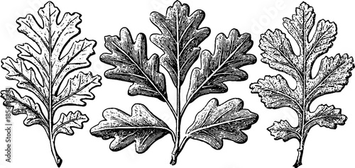 Vintage engraved oak tree leaves illustration set for nature design and botanical art