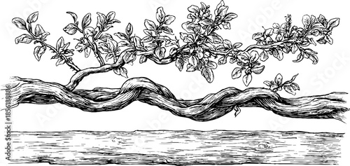 Vintage engraved illustration of twisted vines and branch set for artistic design