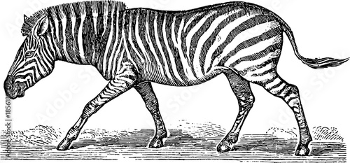 Vintage zebra engraving illustration - retro wildlife sketch for design projects © Artem
