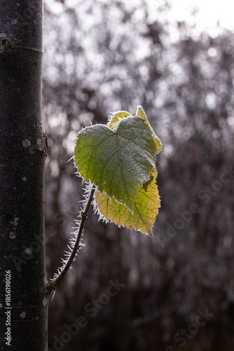 Frosty leaf