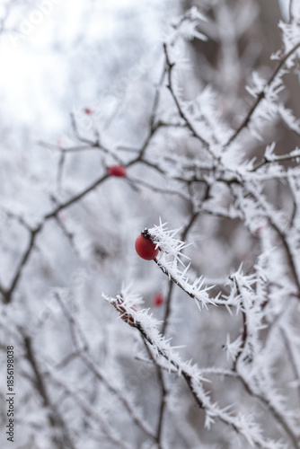 red berries in snow