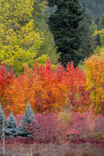 Fabulous Fall Foliage - Hood River OR