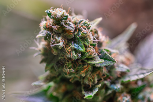фотографія Cannabis Plant Flower HDR