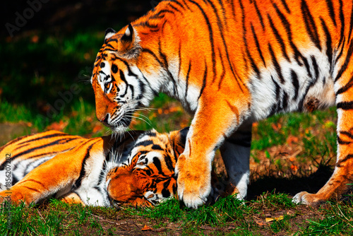 Two tigers, one standing over the other which is resting on green grass. Tigers are vividly displayed against a dark, lush green background
