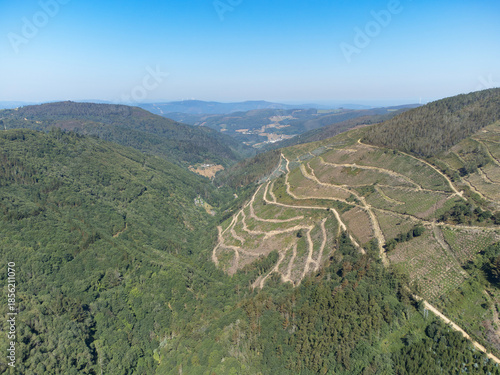 Aerial drone view of a logging operation in green mountains. Deforested slopes with dirt transport roads between lush pine forests under a clear blue sky