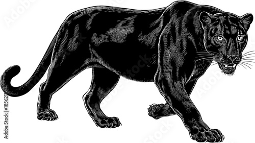 Striking Vector Illustration of a Black Panther in a Dynamic Walking Pose, Wild Predator Feline Artwork