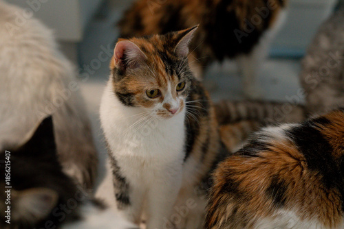 Fotografija Several cats are gathered in a room, exploring their surroundings and interactin