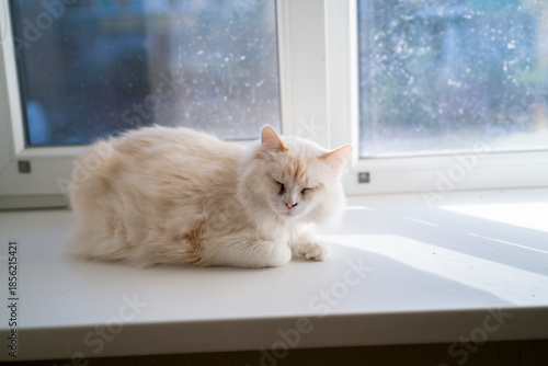 Soft fur ball enjoys the warm sunlight while lying on the sill in the living room