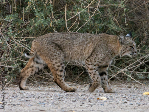 Bobcat walking in the desert in Arizona