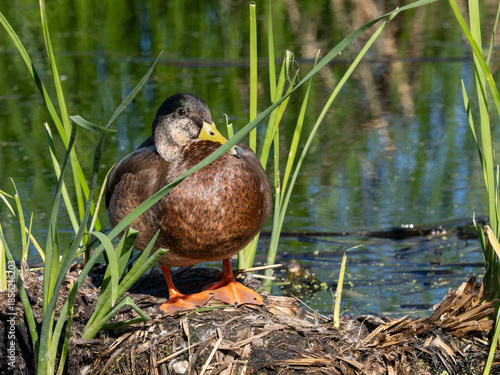 Duck standing on shore in Arizona