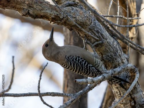 Gila woodpecker perched in a tree