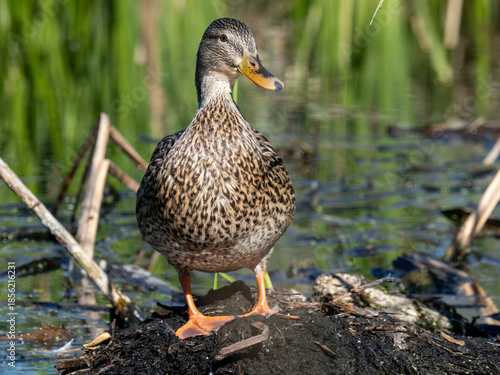 Mallard standing on shore in Arizona