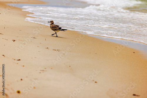 Beautiful view of seagull walking on sandy beach on background of waves of Atlantic Ocean. Miami Beach.
