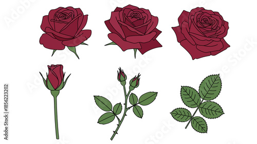 Set of red rose illustrations featuring blooming roses, a bud, thorny stems, and rose leaves in botanical art style