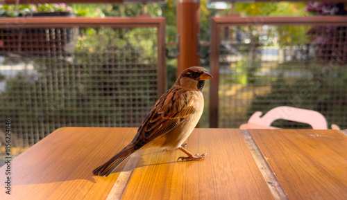 A small bird is standing on a wooden table in a cafe. Sunlight is shining