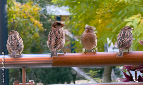 Four birds perch on a railing in a park, surrounded by colorful trees during a sunny day