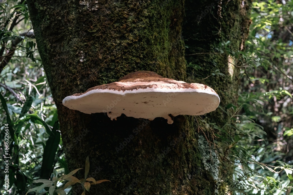 Fototapeta premium Large white bracket fungus growing on a mossy tree trunk, wood-decaying mushroom in a temperate forest ecosystem.