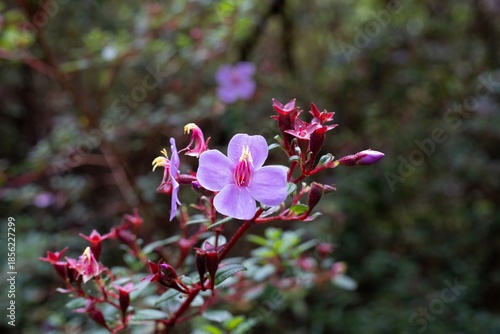 Blooming pink Monochaetum flower in a tropical cloud forest, detailed botanical close-up of exotic flora.