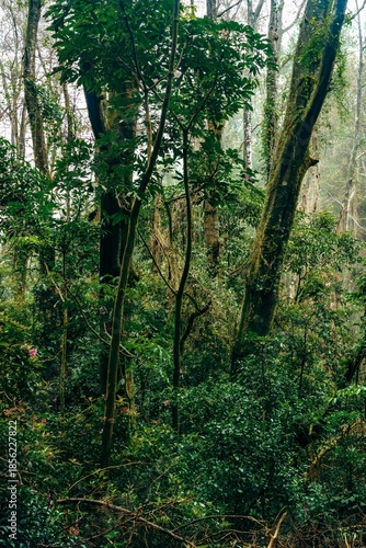 Vibrant vertical perspective of a lush green forest thicket with diverse plant species and soft natural lighting.