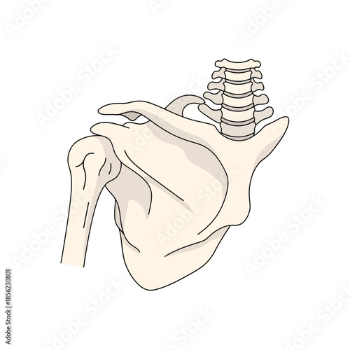 Medical illustration of human scapula humerus and cervical vertebrae.