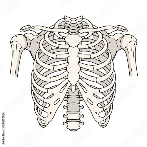 Anatomical illustration of the human rib cage, sternum, and shoulder girdle.