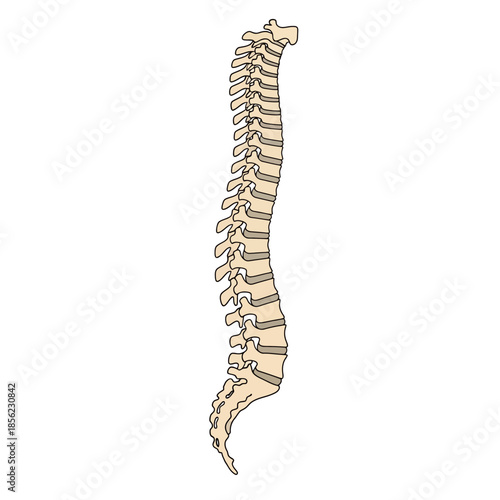 Anatomical illustration of the human vertebral column in a lateral side view on a white background.