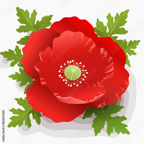 Hintergrund Klatschmohn